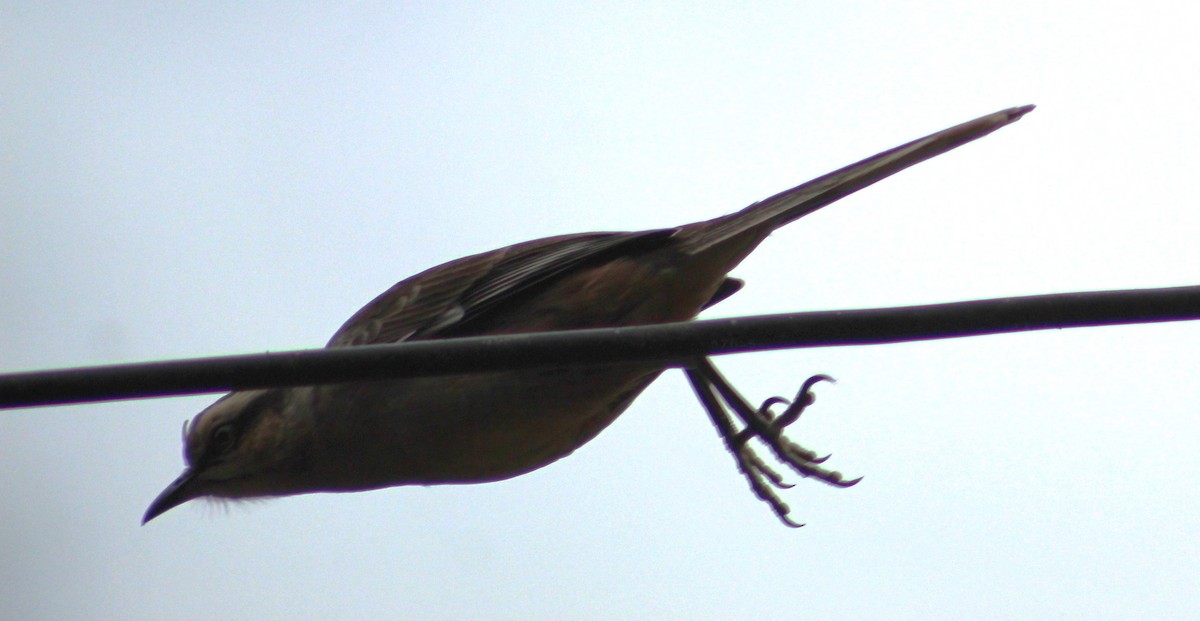 Chalk-browed Mockingbird - Pedro Behne