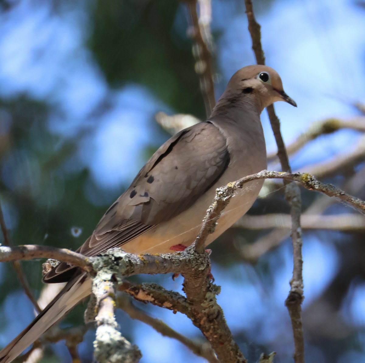 Mourning Dove - ML619546886