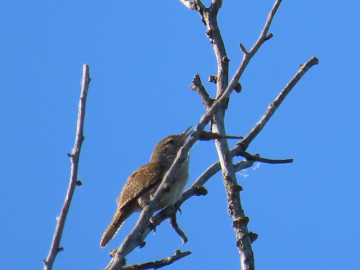 House Wren - Dick Zerger