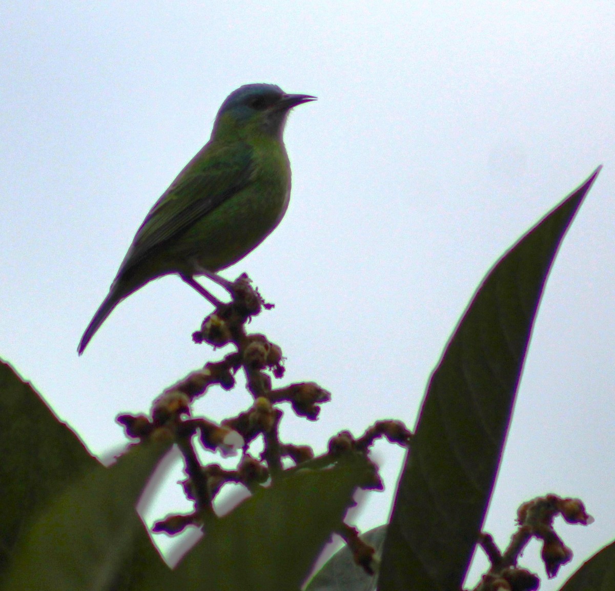 Blue Dacnis - Pedro Behne