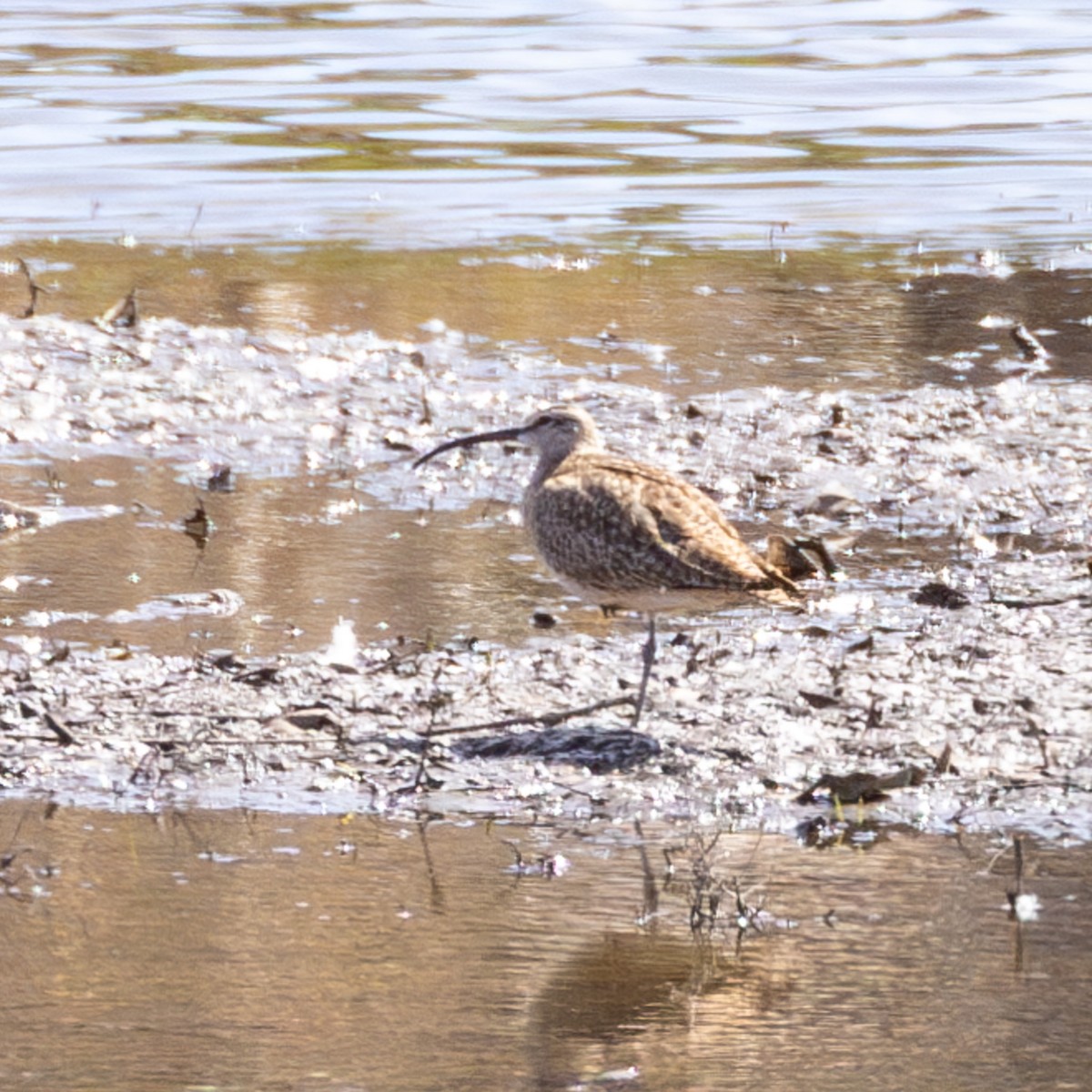 Whimbrel - ML619546899