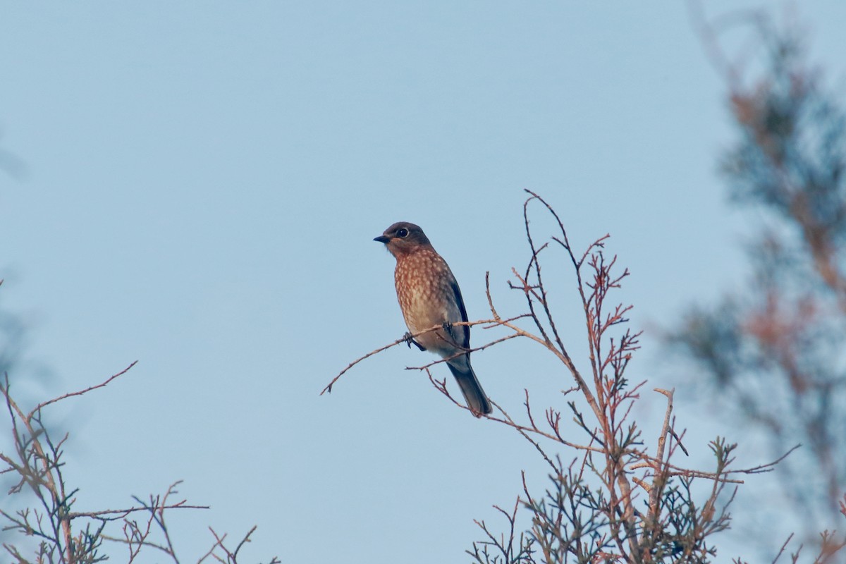 Eastern Bluebird - Taylor DiTarando