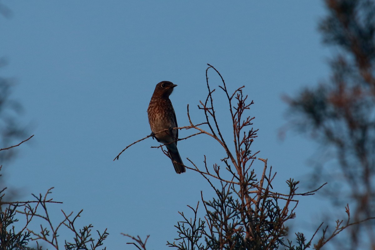 Eastern Bluebird - Taylor DiTarando