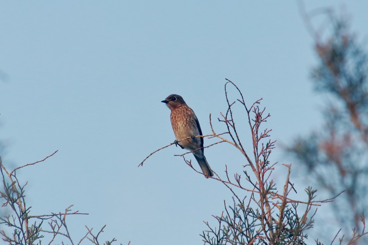 Eastern Bluebird - Taylor DiTarando