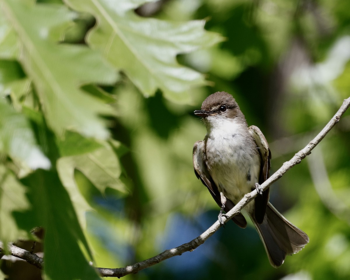 Eastern Phoebe - Cate Hopkinson