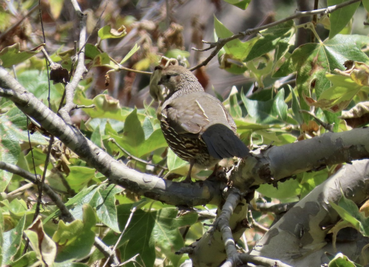 California Quail - Petra Clayton