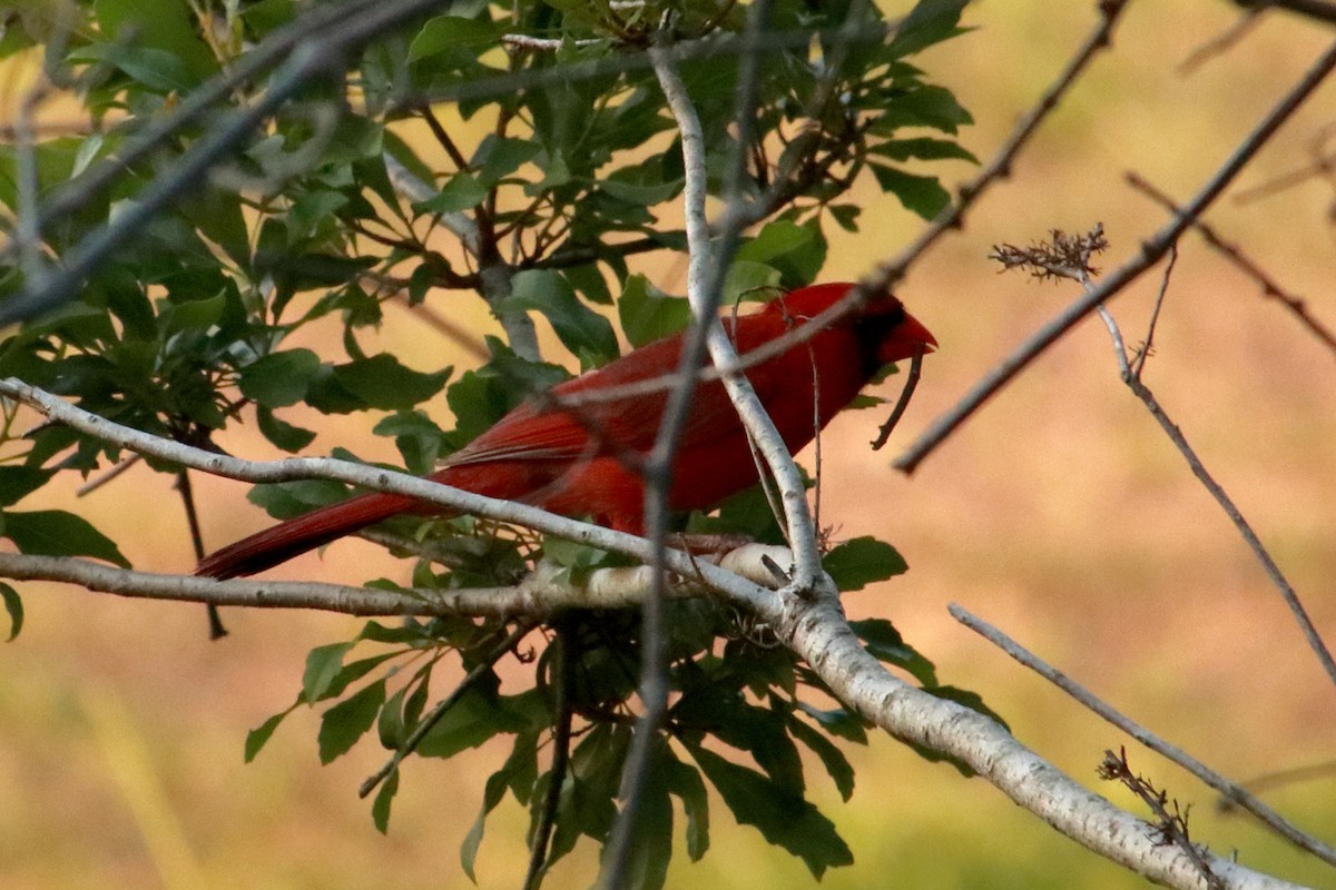 Northern Cardinal - Taylor DiTarando