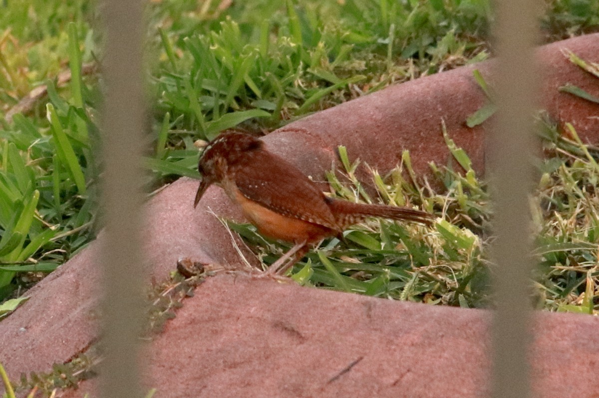 Carolina Wren - Taylor DiTarando