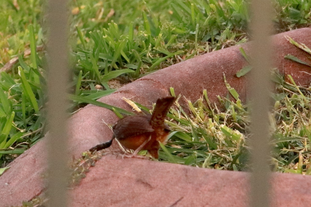 Carolina Wren - Taylor DiTarando