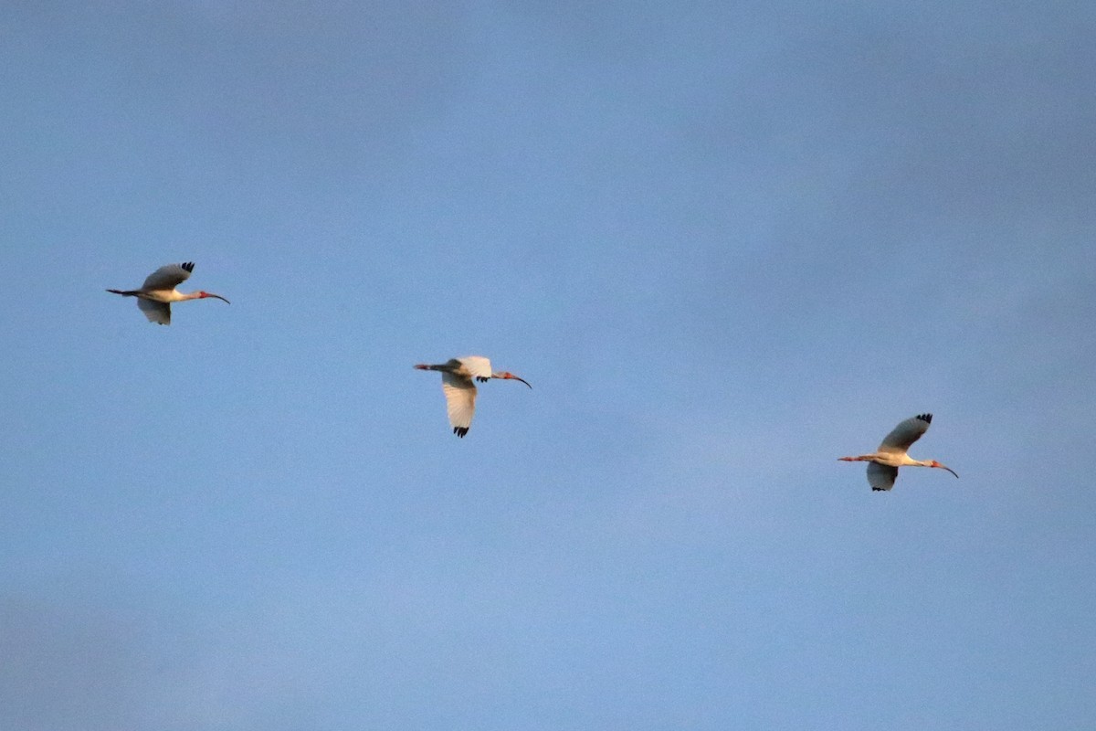 White Ibis - Taylor DiTarando