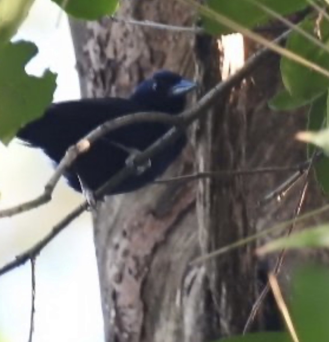 Ruby-crowned Tanager - Leonardo Bordin