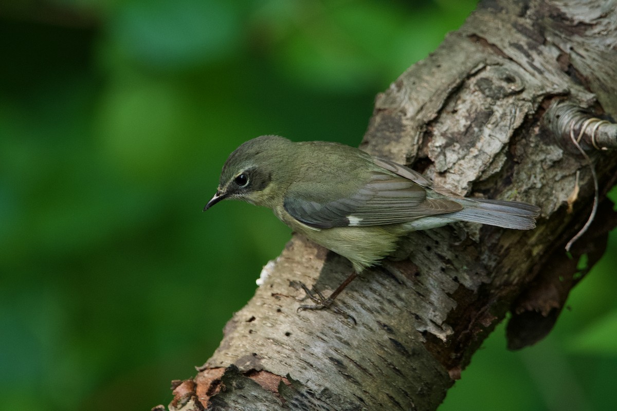 Black-throated Blue Warbler - Robert King