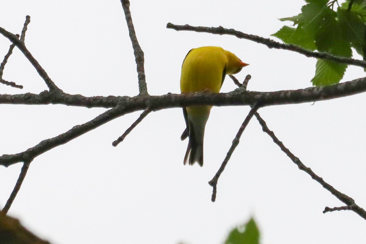 American Goldfinch - Laura Brown