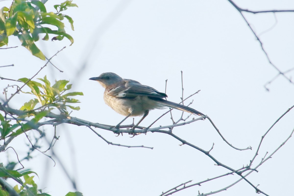 Northern Mockingbird - Taylor DiTarando