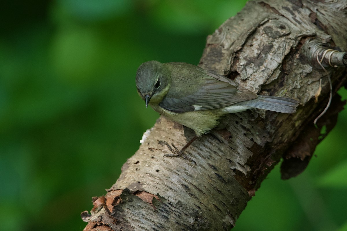 Black-throated Blue Warbler - Robert King