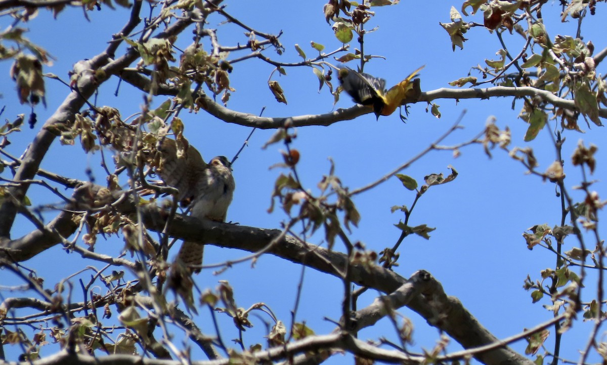 American Kestrel - Petra Clayton