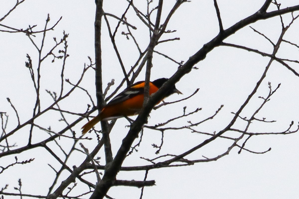 Baltimore Oriole - Laura Brown