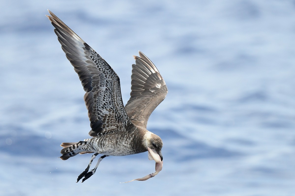 Pomarine Jaeger - Kate Sutherland