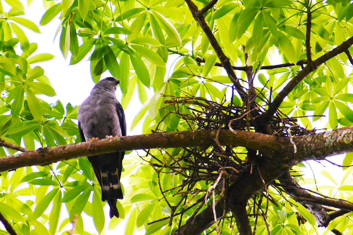 Plumbeous Kite - Ricardo Gómez Samaniego