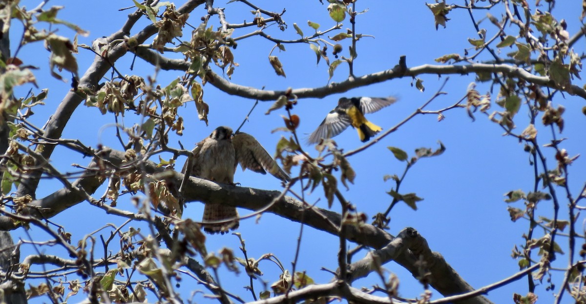 American Kestrel - Petra Clayton