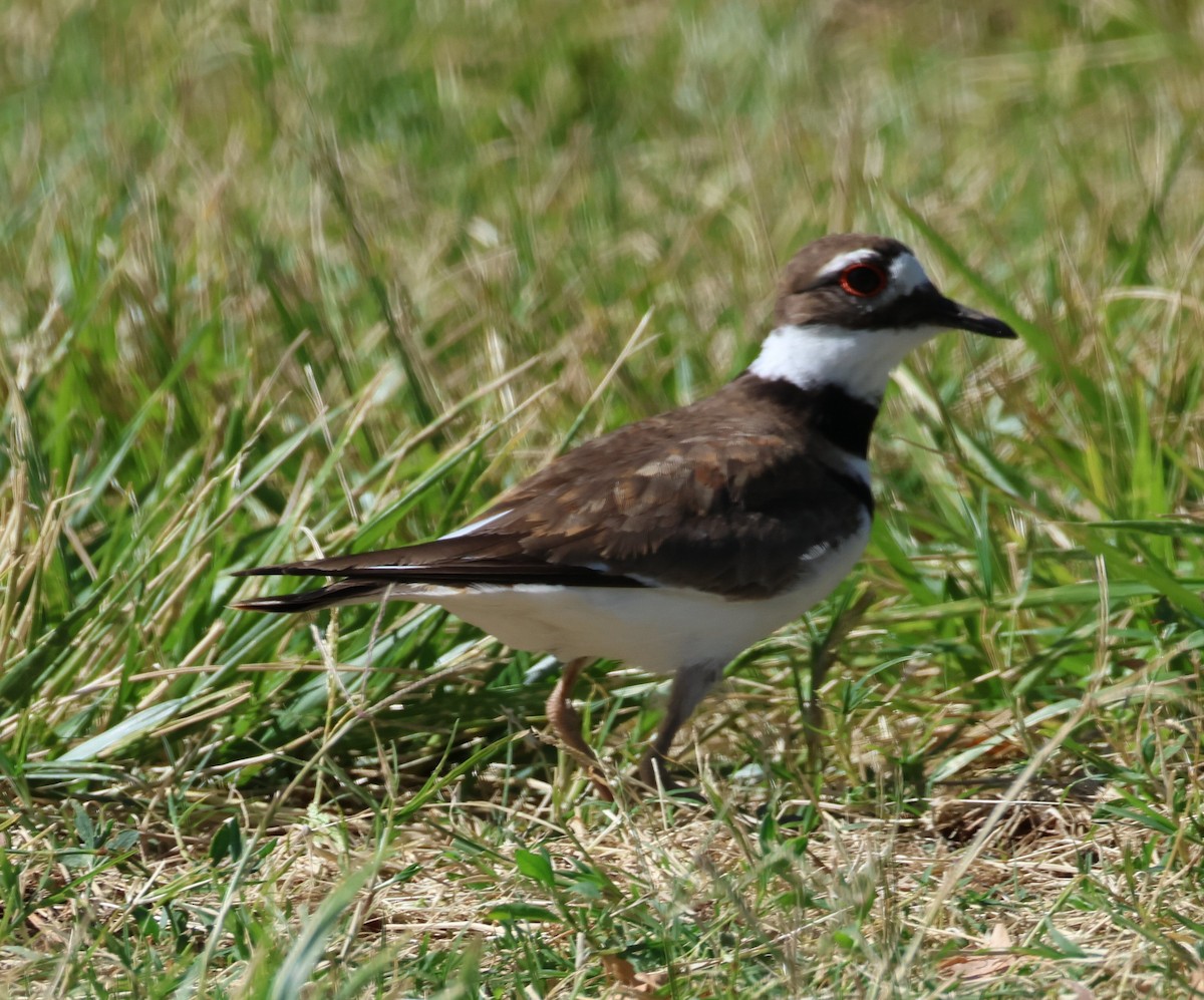 Killdeer - Vince Folsom