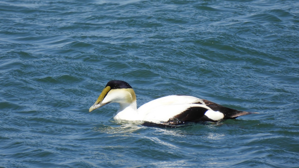 Common Eider - Cristina Hartshorn