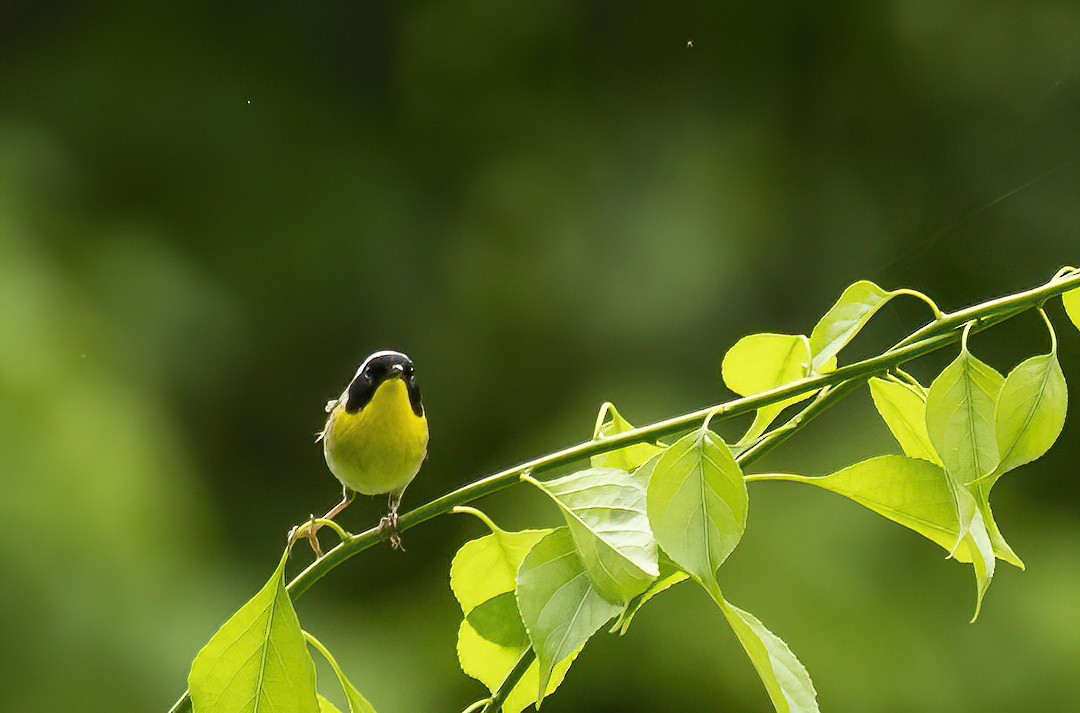 Common Yellowthroat - Mary Prowell