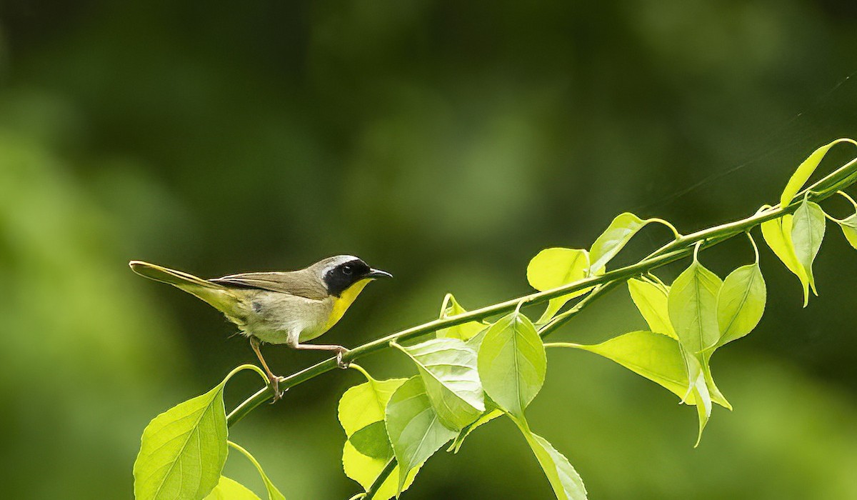 Common Yellowthroat - Mary Prowell
