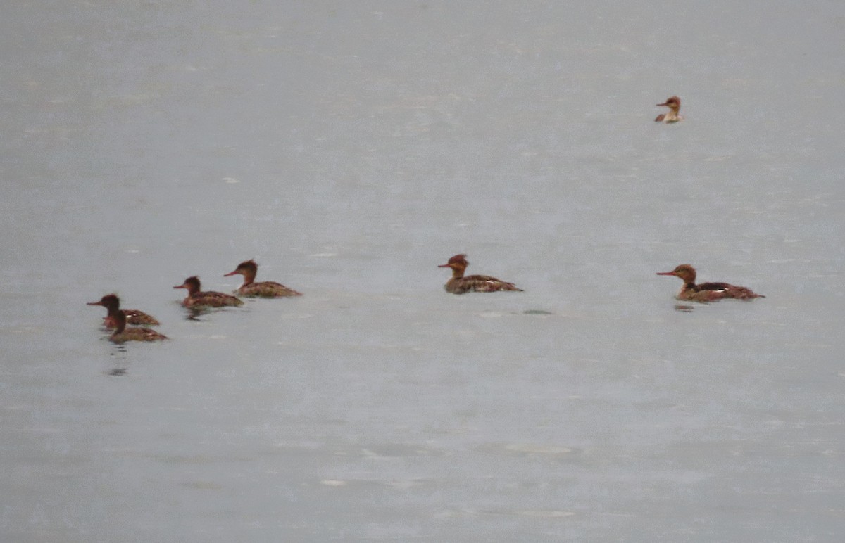 Red-breasted Merganser - Alfred Scott