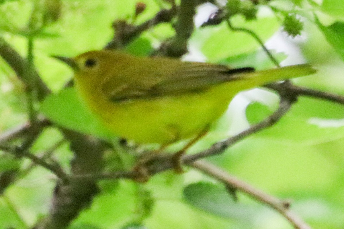 Yellow Warbler - Laura Brown