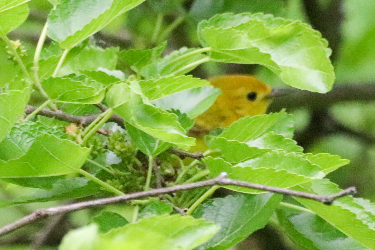 Yellow Warbler - Laura Brown