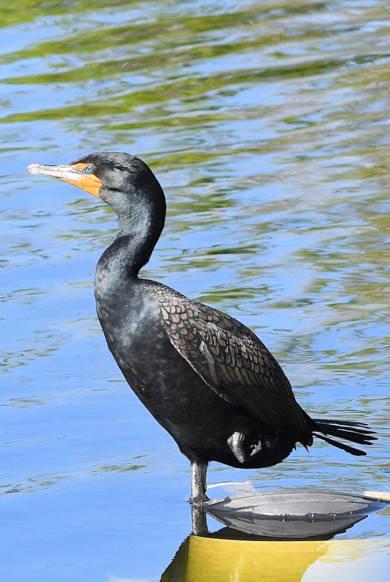 Double-crested Cormorant - Lewis Gray