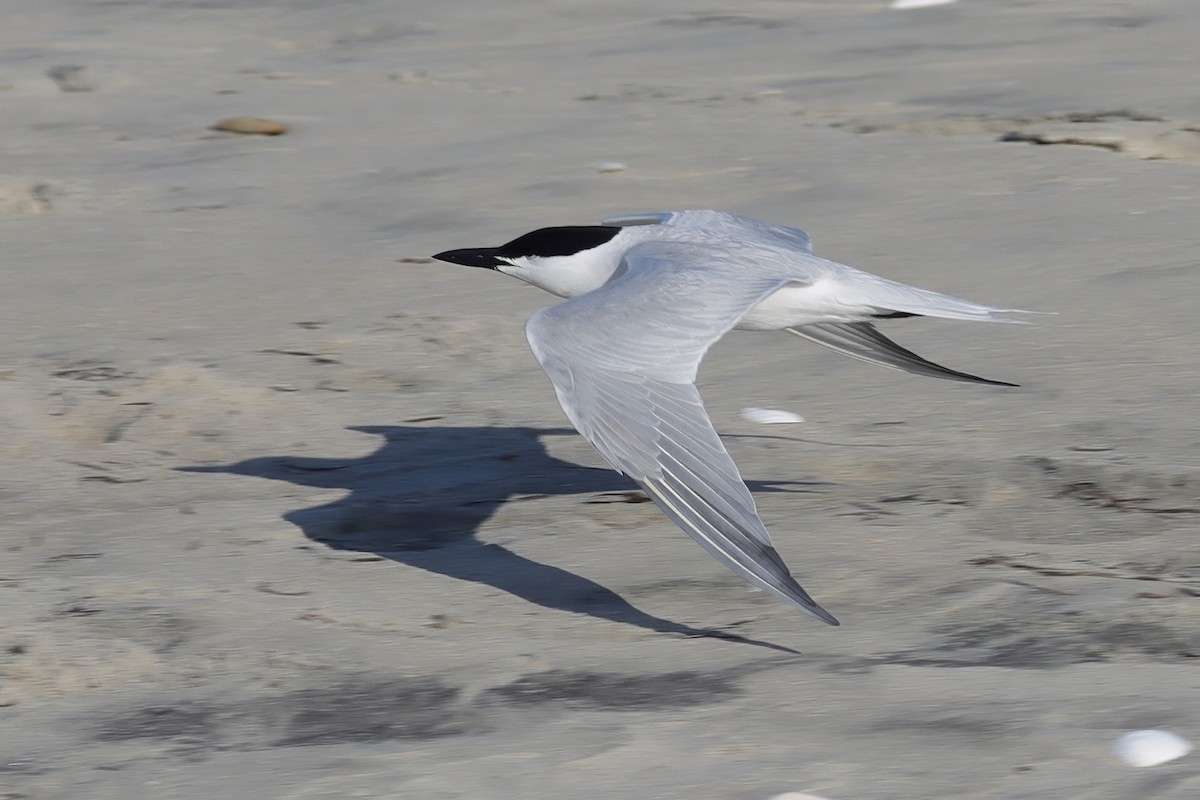 Gull-billed Tern - Cathy McNeil