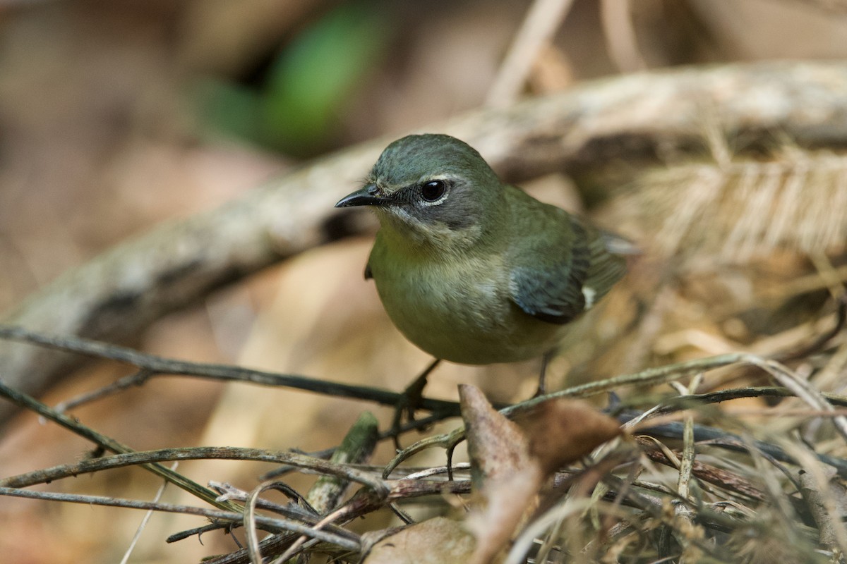 Black-throated Blue Warbler - Robert King