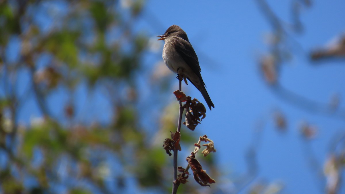 Western Wood-Pewee - Petra Clayton