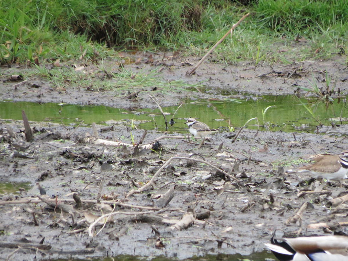 Killdeer - Luis Mendes