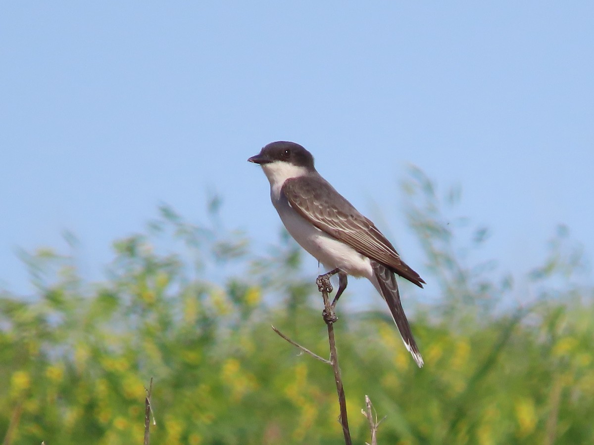 Eastern Kingbird - Dick Zerger