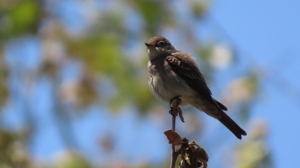 Western Wood-Pewee - Petra Clayton