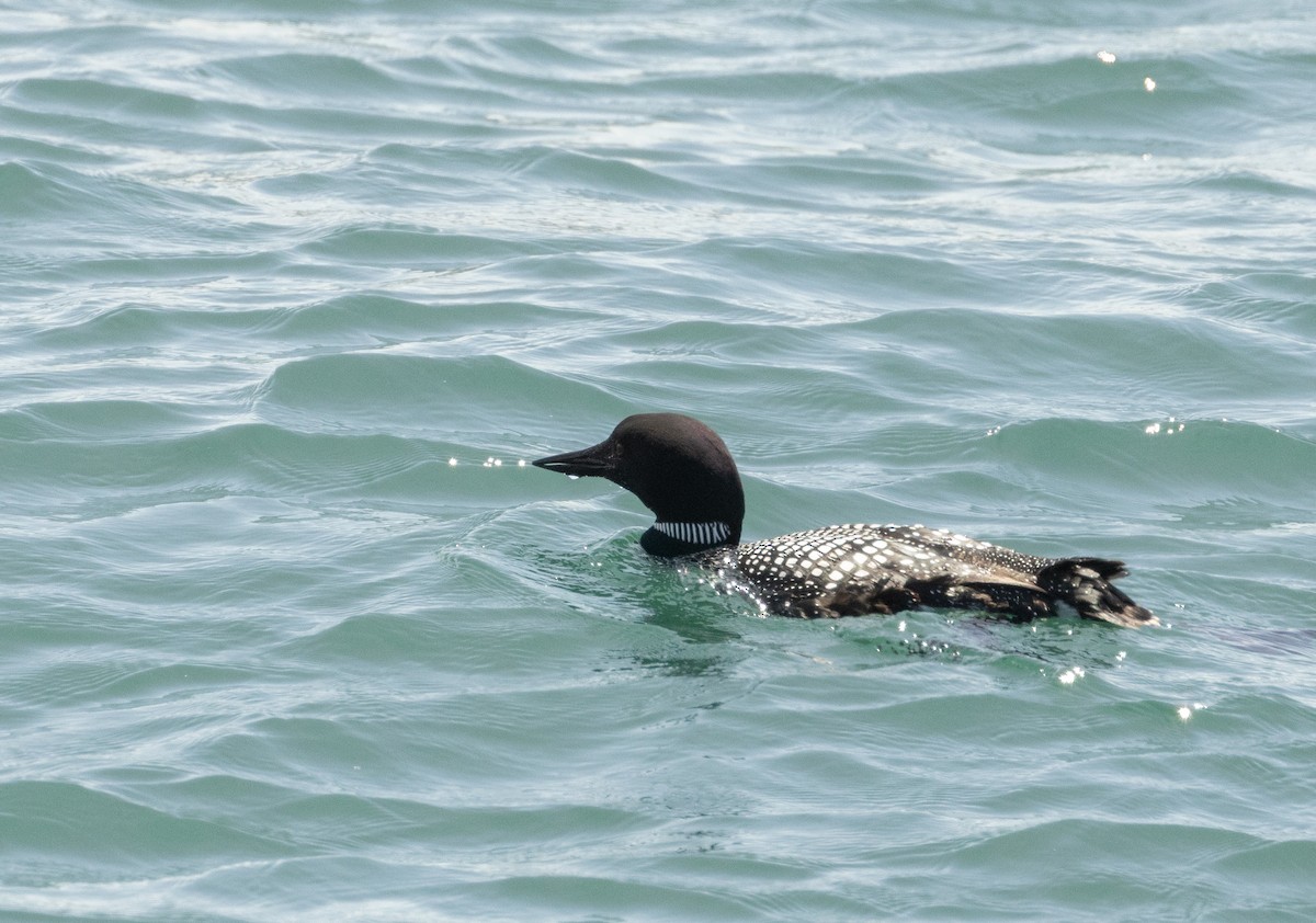 Common Loon - Anne Heyerly