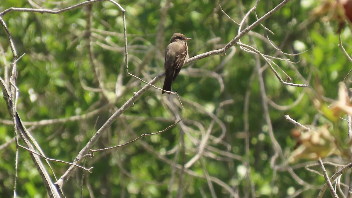 Western Wood-Pewee - Petra Clayton