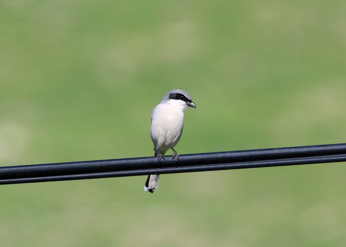 Loggerhead Shrike - William Clark