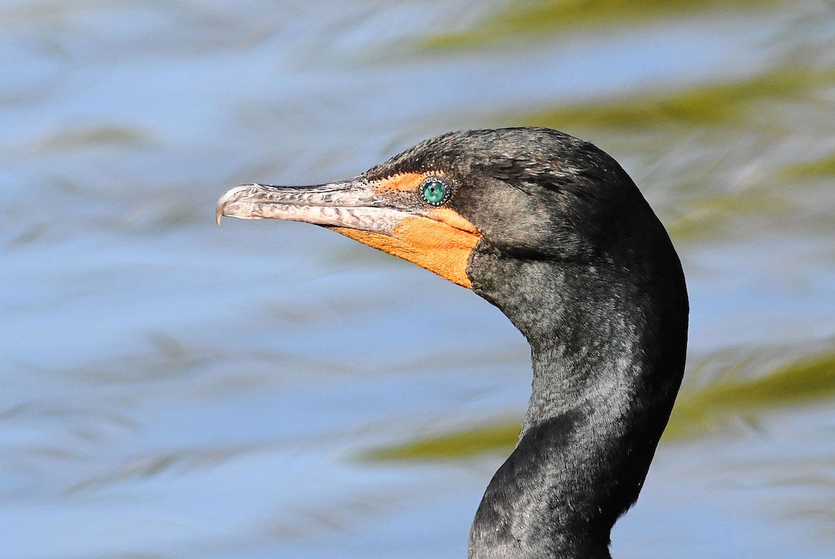 Double-crested Cormorant - Lewis Gray