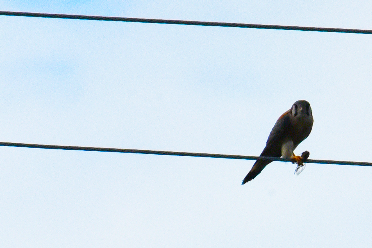 Long-winged Harrier - ML619546998