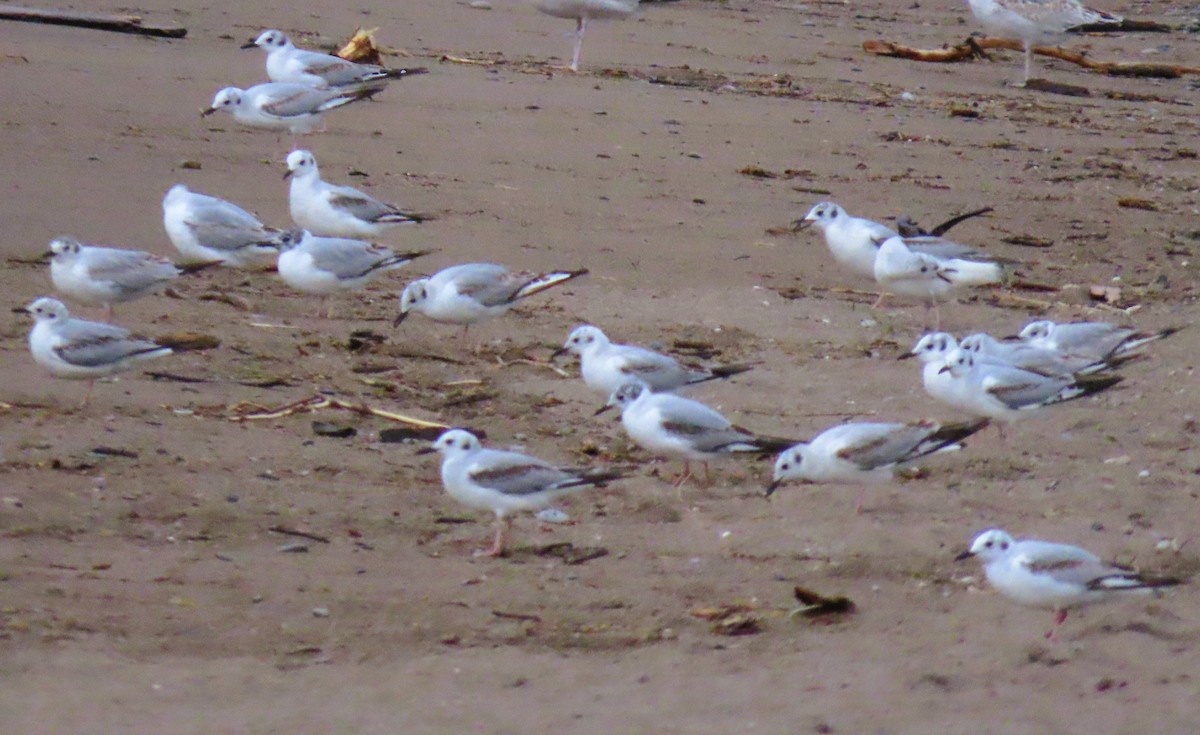 Bonaparte's Gull - Alfred Scott