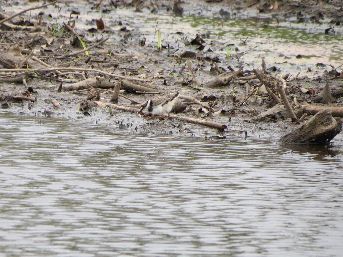 Killdeer - Luis Mendes