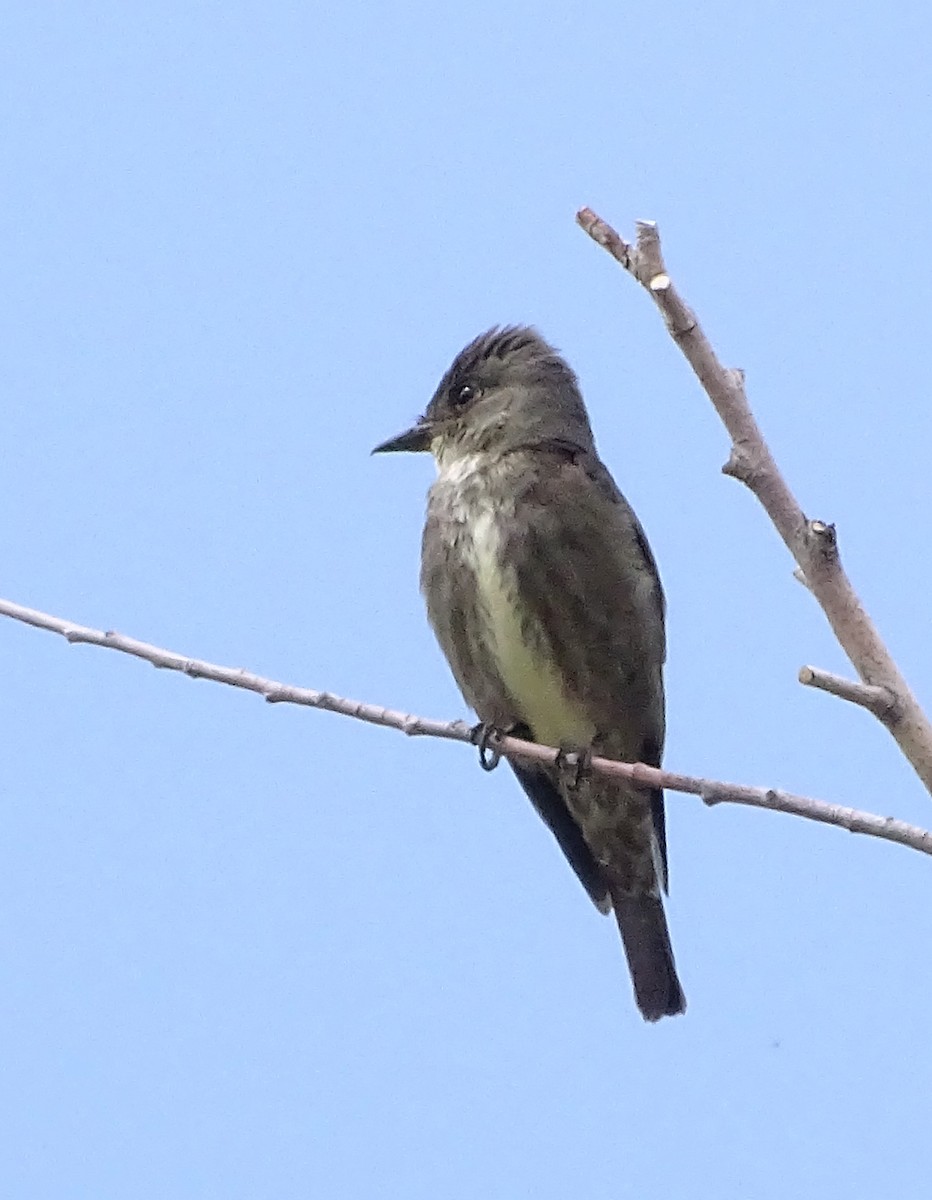 Olive-sided Flycatcher - Nancy Overholtz