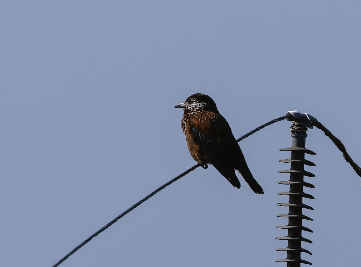 Eurasian Nutcracker - Peter Crosson