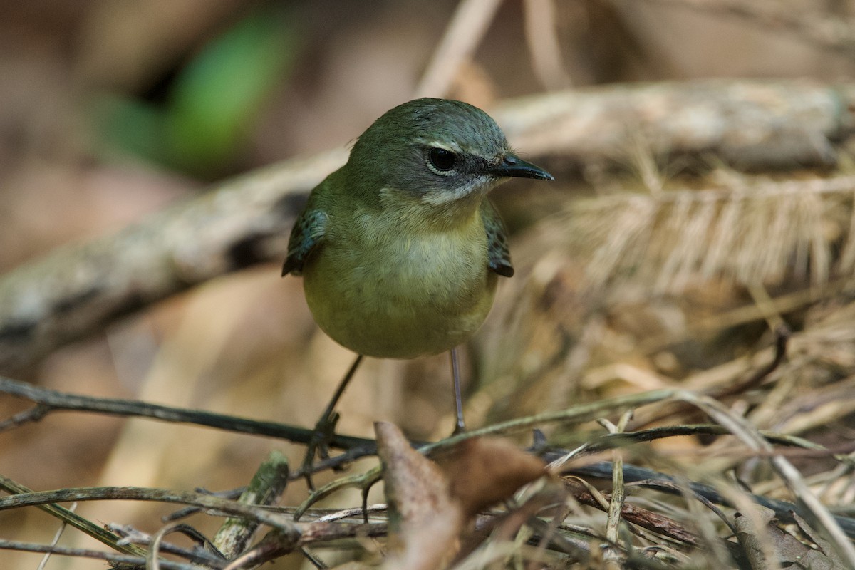 Black-throated Blue Warbler - Robert King