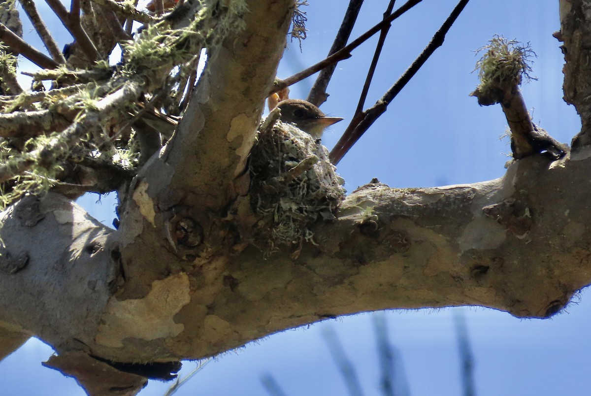 Western Wood-Pewee - Petra Clayton