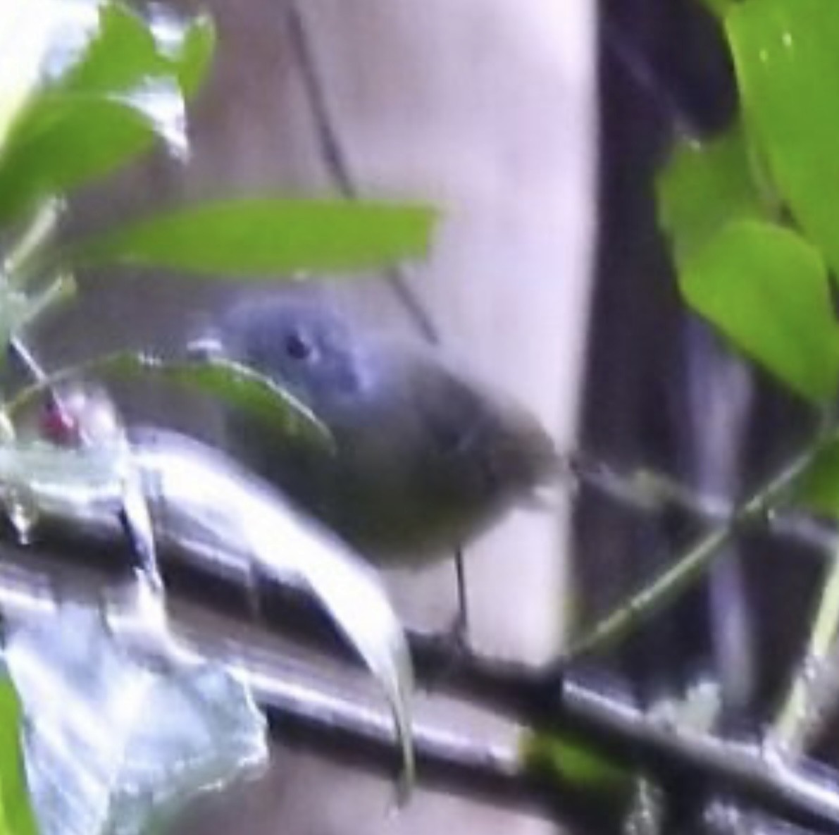 Plain Antvireo - ML619547014